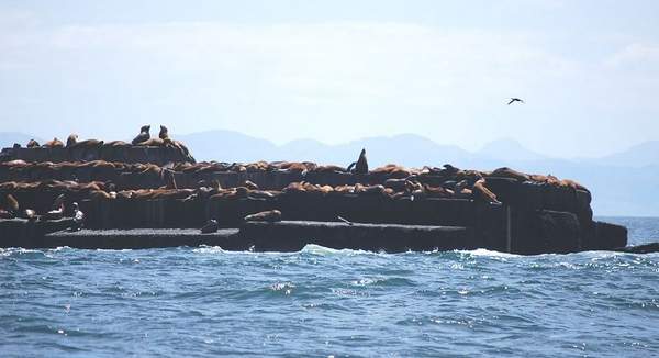 (Ron Malast photo) Marine mammals including two species of sea lions create a gauntlet between the Pacific Ocean and salmon spawning beds.