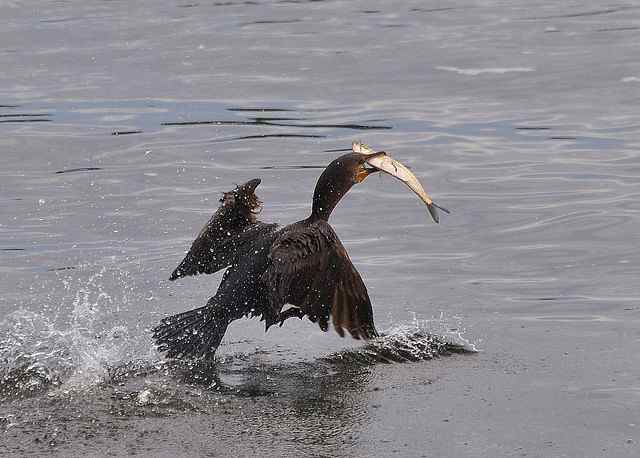 Seabirds catch and eat salmon so federal officials now plan to eliminate 11,000 double-crested cormorants.