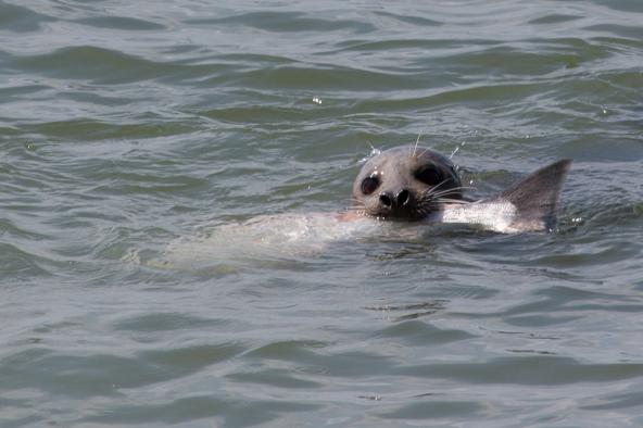 Seal captures a salmon to eat. West End, Vancouver, BC. (Photo: cesareb  CC BY-NC 2.0 https://www.flickr.com/photos/cesareb/8620647452)