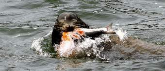 A sea lion catches an endangered chinook salmon migrating up the Columbia River
