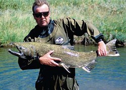 (Nez Perce Tribe Fisheries) Mike Blenden, a biologist for Nez Perce Tribe Fisheries, holds a spring Chinook salmon from the Lostine River. Sperm was collected from the fish for a gene bank program conducted by the tribe and University of Idaho.