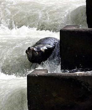 (Rick Bowmer) Sea lion C404 is seen in the fish ladder at Bonneville Dam in this March 21, 2006 file photo, in Cascade Locks, Ore. A federal agency has authorized the killing of some California sea lions that prey on migrating salmon and steelhead at the base of Bonneville Dam on the Columbia River.