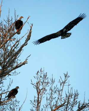 (Ashley Smith) Bald eagles flock near Box Canyon in the Thousand Springs State Park in December. They arrive each winter and dozens of the eagles can be seen perching on trees and flying in search of food. Supporters of the Endangered Species Act point to the recovery of the national symbol as one of the act's greatest successes.