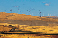 (Mark Rozin) Wind farm turbines rise above wheat fields in Eastern Washington. More farmers are turning to smaller turbines to supply energy for their farm instead of the power grid.