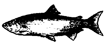 An adult sockeye leaps upstream en route to its natal spawning grounds.