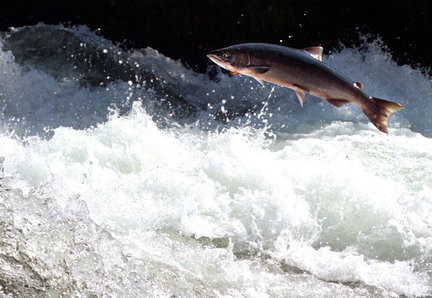 An adult sockeye leaps upstream en route for its natal spawning grouds.