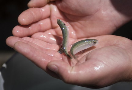 (Bruce Ely) Oxbow Fish Hatchery is part of the effort to keep the endangered Redfish Lake sockeye run from extinction. The hatchery raises the fish for a year to 6-8 inches and then trucks them to Idaho. These salmon are 7 months old.