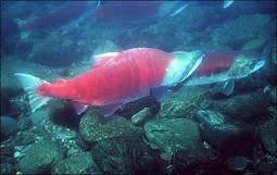 Sockeye Salmon (Oncorhynchus nerka) -- Photo: Travis Nelson, Washington Dept. of Fish & Wildlife