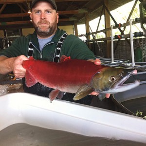 Conservationists and the government both recognize the damage the dams have done to the salmon population but are at odds over what should be done about it. (Photograph by Kevin Gray)