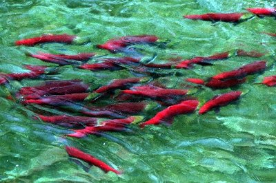 a knot of Sockeye Salmon forms in a prelude to spawning.