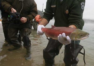(Shawn Raecke photo) Idaho Department of Fish and Game biologist Mike Peterson holds a male sockeye salmon for the camera crews before releasing him into Redfish Lake, 900 miles from the Pacific.