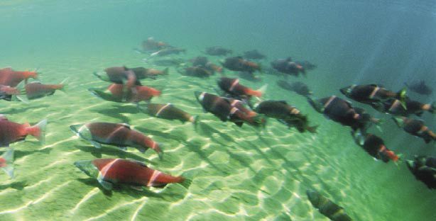 Sockeye are among the five species of salmon and steelhead that spawn in the Columbia Basin. Photo courtesy of NOAA.