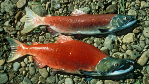 A male, bottom, and female sockeye salmon during spawning season, a time when their bodies turn red. (US Fish and Wildlife Service photo)