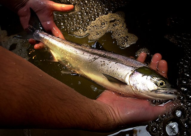 A sockeye salmon adult in the hatchery awaits artificially spawning.