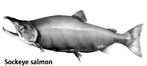 Drawing of an adult Sockeye Salmon