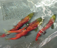 (Jeff Heindel/Idaho Fish & Game) Four of the 257 sockeye that returned to the hatchery in 2000 and were captured for an ongoing captive-breeding program swim in a hatchery tank