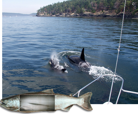 (Anna Nousek) Shopping with mom. A female orca teaches her calf how to find their favorite prey--Chinook salmon (John Horne inset)--by the telltale sonar echoes of the fish's swim bladder.