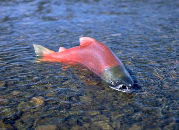 A spawning male sockeye salmon struggles in a shallow gravel streambed. Redfish Lake derives its name from the characteristic color of spawning sockeye that once returned to the lake by the thousands.