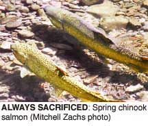 Always Sacrificed: Spring Chinook Salmon (Mitchell Zachs photo)