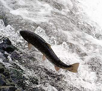 Oregon and Washington officials are set to review and approve rules for sport and commercial fishing on the Columbia River for spring-run chinook salmon.