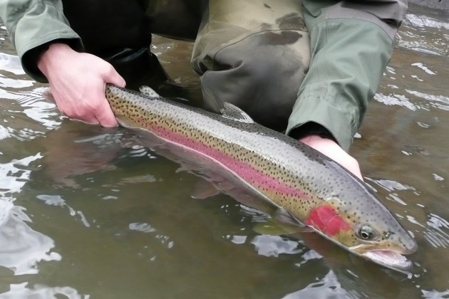 Steelhead, Salmon River. (Photo by Roger Phillips/Idaho Fish and Game)