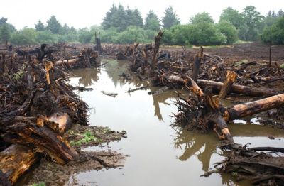 Woody debris lies along the banks of a tidal channel dug into the Otter Point restoration site at Lewis and Clark National Historical Park. Most of the wood was salvaged from the park property as the site was being cleared.