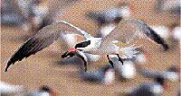 A caspian tern brings lunch back to a breeding colony on East Sand Island in the Columbia River, five miles from the Pacific Ocean. Michael Wilhelm