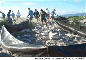 To track survivorship, recruitment and dispersal patterns, 340 fledglings were banded last summer at the East Sand Island tern colony.