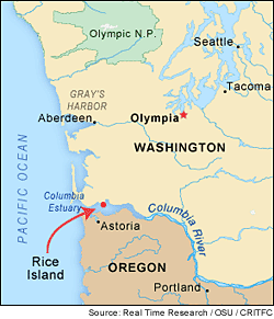 The tern colony is located on Rice Island.