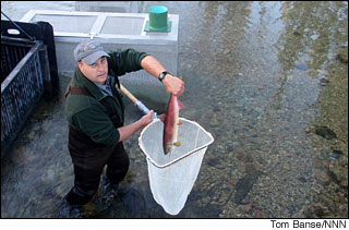 Idaho Fish & Game's Dan Baker collects endangered sockeye at the Redfish Lake Creek trap