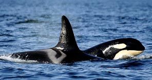 (AP Photo) A female orca travels with her 3-year-old offspring near the San Juan Islands.