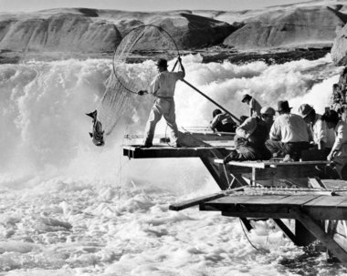 (Ray Atkeson) Native American fishermen harvest salmon in 1937 at Celilo Falls. Click Image for full size image.