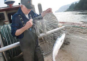 (Gordon King/Yakima Herald) Commercial fisherman Les Clark pulls a sockeye, or blueback, salmon from his net while fishing on the Columbia River near Skamania, Wash. on July 3, 2008. It's the first time Clark has been able to fish for coho in more than 20 years. An abundant run of coho has allowed limited commercial fishing this summer.