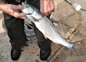 (Gordon King) Commercial fisherman Les Clark pulls a just-caught sockeye salmon from his fishing net while fishing on the Columbia River near Skamania, Wash. on June 30, 2008. Clark, who's been fishing for more than 50 years, netted more than 30 sockeye during a special six-hour-long fishery on that day.