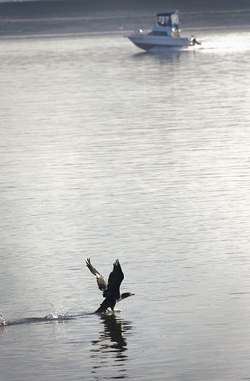 (Zachary Kaufman) A cormorant takes flight on the Columbia River at Tidewater Cove on Thursday. A new EPA study shows that chemical pollution continues to threaten the health of humans, fish and wildlife.