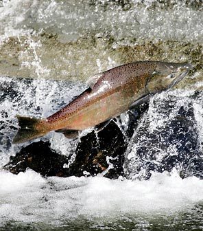 (Ken Lambert/Seattle Times) New changes to a salmon treaty between the U.S. and Canada would let more endangered chinook reach Washington rivers, state officials announced today.