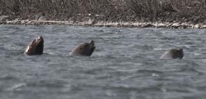 (DEAN RUTZ) Only male sea lions -- California and Steller's -- are found at the dam. Both species may be hazed, but the Steller's are considered endangered and aren't euthanized.