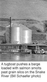 A tugboat pushes a barge loaded with salmon smolts past grain silos on the Snake River. (Bill Schaefer photo)