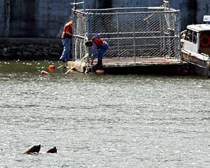 (Steve Ringman/Seattle Times) Sea lions swim past one of two moored traps along the Columbia River where six sea lions were shot to death Sunday. The traps were removed and the trapping program has been suspended.