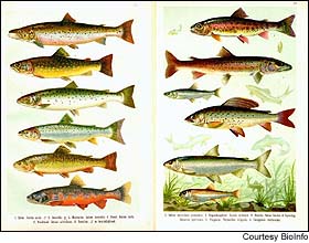 The corps will make their decision on the fate of Snake River salmon in December, not October as previously stated.