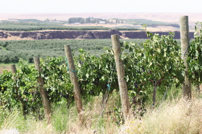 The 7.5-acre Tasawik Vineyards sits on a bluff overlooking the confluence of the Snake and Columbia Vineyards.