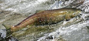 (Ken Lambert) A female chinook salmon searches for a hatchery fish ladder.