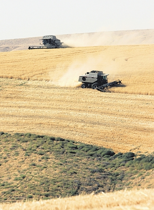 (Terence L. Day) Two Gleaner combines make their way through a hillside field on the Arnold Van Hollebeke farm 22 miles northeast of Pasco near the Star School on the Pasco-Kahlotus Highway on Aug. 2.
