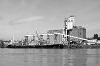 (Elaine Shein) Last week, the ship Rubin Stella loaded with wheat in Portland bound for Japan, according to the Merchant Exchange of Portland. Japan is the U.S.'s largest wheat customer, averaging 3 million metric tonnes per year. By April 13, Japan had already purchased more than 3.1 MMT. By mid-April, U.S. wheat exports reached more than 25 MMT, about 4 percent behind last year's year-to-date purchases, according to the U.S. Wheat Associates.