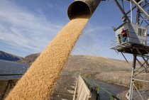 Warehouseman Ron Dennison, of Colfax, loads Palouse wheat onto a barge bound for Portland on Oct. 12 at the Almota Elevator Co.'s grain elevator on the Snake River near Colfax. Farmers harvested a bumper crop this season with big yields, good quality and good prices.