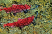 (Buck Wilde) Sockeye salmon migrate upstream in Alaska. Some sockeye also migrate through Idaho to Redfish Lake.