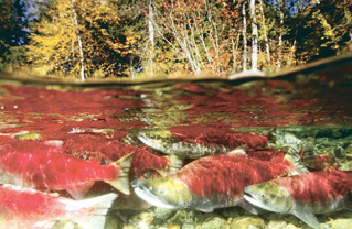 Adult Salmon fill a stream.