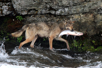 A wolf carries a salmon from the river