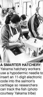 A Smarter Hatchery: Yakama hatchery workers use a hypodermic needle to insert an 11-digit electronic code into the salmon's cartilage so researchers can track the fish (Yakama tribe photo)